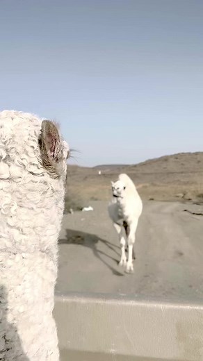 White Camel in Desert: Unique Moments Captured