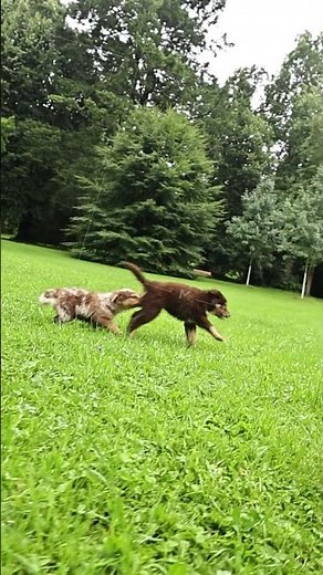 Joyful and Playful Dogs Running Around in the Lush Green Park Where They Explore and Enjoy