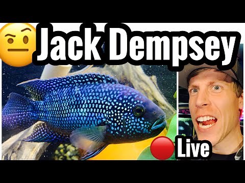 Jack Dempsey Fish - Cichlid Care Tank Guide