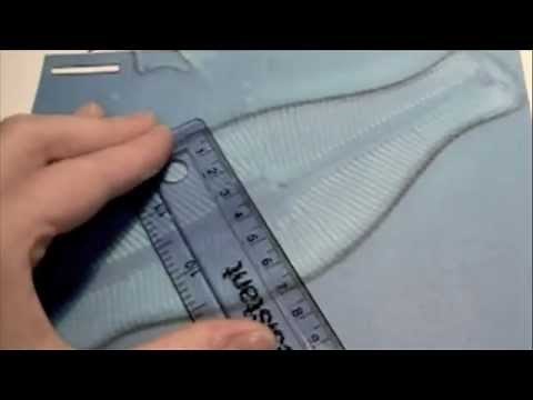 1.1 Skill: Calculating of the magnification and the actual size of structures (Practical 1)