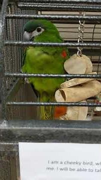 Hahn's Macaw / Red-Shouldered Macaw For Sale In UK Pet Shop - Very Cute Green Parrot!