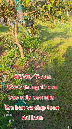 Vu sua Em bat dau hai vu sua Thom ~ ngot ~ rat ngon Em ban va ship toan dai loan | Loan Loan chuyên Sỉ Lẻ Mãng Cầu Tại Đài Loan