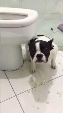 Mystery Solved: Who Destroyed the Cat Treats? Dogs Are GUILTY! #shorts