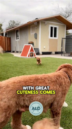 💭🤔 Australian labradoodle puppies 💛 #breeder #puppy #cutepuppy #cutedog