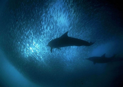 Feast of Predators (2004) | ČSFD.cz