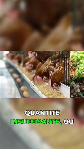 The Secret to Daily Egg Laying Revealed!