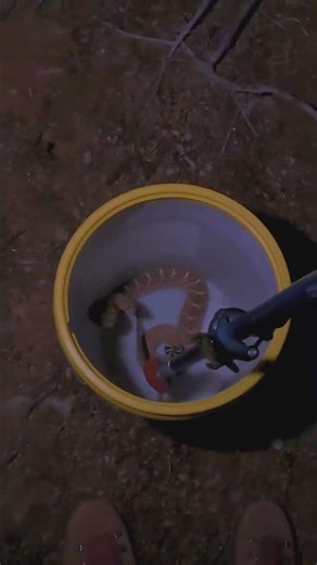 A Mojave Rattlesnake, Diamondback, and a Yellow Bucket