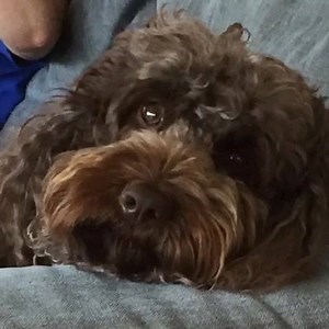 1.1K views · 13 reactions | Archie’s Tail Of Woe... | Mens Stuff Magazine | Facebook