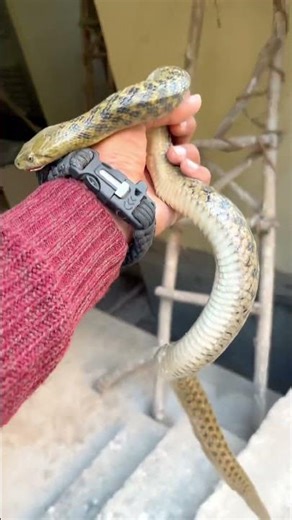 Cat vs snake| Injured|Wildlife |Viral|Treatment| #snake #wildliferescue #animalrescue #rescueefforts