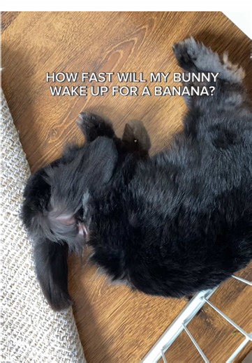 kntherabbit na TikTok