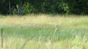 Whinchat flying and perching to a plant on a meadow habitat in Estonia, Northern Europe