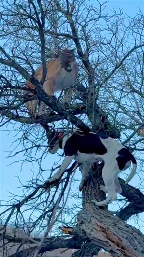 TREE CLIMBING DOG VS COUGAR! #hounds #treed #puma #cougar #mountainlion #huntingdog #ut #workingdog