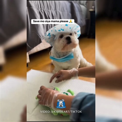 71K views · 2K reactions | 'THE GOOD DOG-TOR' 喙 WATCH: A fur parent...