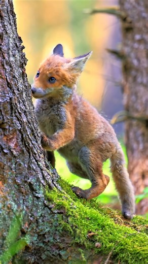 6.6K reactions · 533 shares | Watch this adorable young fox snacking in the forest! Foxes are clever omnivores that eat both plants and animals. Fun Fact: Foxes can hear rodents digging underground from over 100 feet away! #YoungFox #ForestLife #WildlifeFacts #fox | Listpull | Facebook