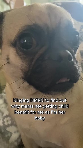 Adorable Jugs of TikTok: Meet Slugger and the Jug Dogs Team