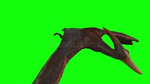 Animation of Pterodactyl Flying on Green Screen Stock Footage - Video of screen, dinosaur: 249352632