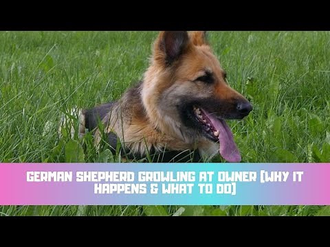 German Shepherd Growling At Owner (Why It Happens & What To Do)