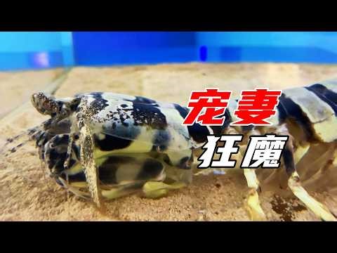 The Devilish Predator with a Soft Spot for His Wife: A Unique Marine Creature