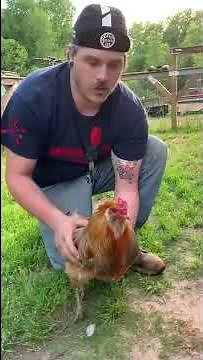 how to hypnotize a chicken with one line