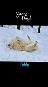 Teddy enjoying the fresh snow. Teddy is a one year old neutered male great pyrenees. | Barking Dog Farm Rescue