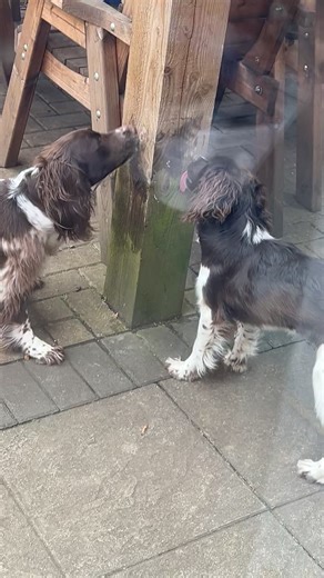 Understanding the Mind of a Dog: Cocker Spaniel Insights