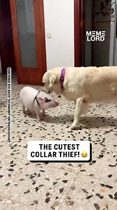 5.1K views · 48 reactions | This is the start of a VERY LONG friendship...  | Meme Lord | Facebook