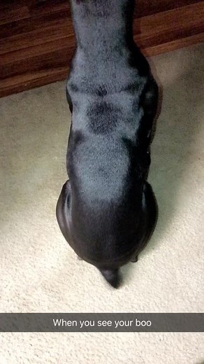 When your dog gets too excited!#dog#foryo