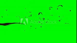Animation of flying bats on green screen