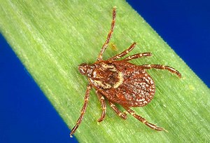 It’s tick season in Oregon. Here’s what you need to know