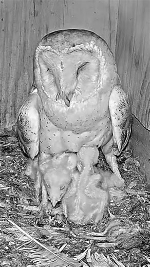 🐣🦉 CUTEST OWL CUDDLES EVER!! 😍