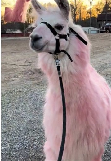 Replying to @danbee kim It’s my daughter favorite plushie😂 @Ulta Beauty #pinkllama#momtok#fyp#funny#reveal