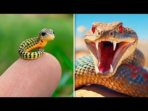 Before & After Animals Growing Up. Incredible Animal Transformations