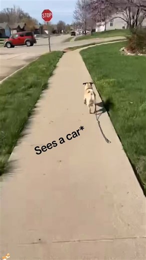 Failed dog walk 🐾 🤣 🤣🤣 #dog #dogsoftiktok #tiktok #usa🇺🇸 #funny | Dogs TikTok
