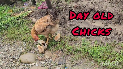 goms@ #chicks