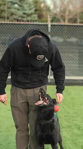 Follow @tomdavis for more! A blooper reel can be very healing 🤣 #dogtraining #dogtrainer #dogowner #puppytraining #dogtrainingtips #bloopers | Tom Davis Dog Training