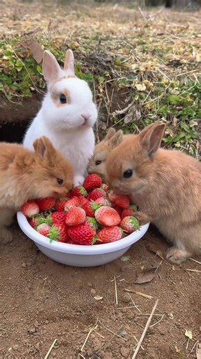 Watch This Cute Rabbit Enjoying Its Meal