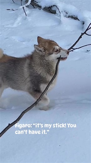 Figaro finds the perfect stick and his cousins want it😊 | Joe G Henderson