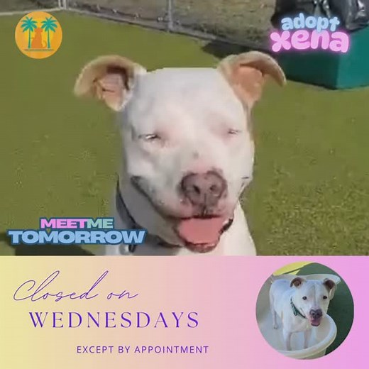 Love looks pretty on XENA #A226856 and she’s ready to love you back with all her heart. XENA is a sweet gal who lost her family home after her owner passed away. 💔 Eight years old and 69 pounds, XENA is waiting to meet you. Her adoption fee is sponsored by @barkituporg so give this good girl a good home. The shelter resumes adoption hours tomorrow at 11AM. Collier County DAS | 📍 7610 Davis Blvd., Naples, FL, 34104 | 📞 Tel: 239-252-PETS | 💻 www.collierpets.com #adopt #foster #love #CollierDAS