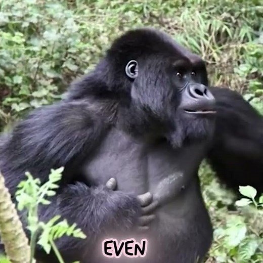 Gorilla Birth: The Full Journey from Mating to Newborn