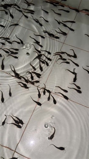 87K views · 741 reactions | Pa follow po ang page ni tita Cristina Perez mga Boss 欄 para sa Hito farming tips  #asfarmingph #hitopampanga #farmph #farmingph #fishfarm #Hito #catfish | As Farming Philippines | Facebook