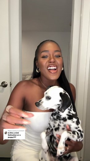 Miniature Dalmatian: Everything You Need to Know