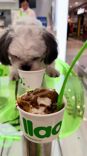 Can Dogs Eat Yogurt? A Guide to Safe Yogurt Treats for Your Furry Friends