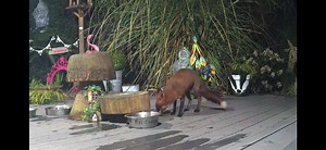 12K views · 2.8K reactions | The new Fox with the very dark coat that’s nursing cubs has called in again and luckily there was some food left at the Badger Buffett 力❤️ If anyone would like to support us, purchases and donations help in the online shop Www.mrlumpyandfriends.shop/shop  | Mr Lumpy & Friends. | Facebook