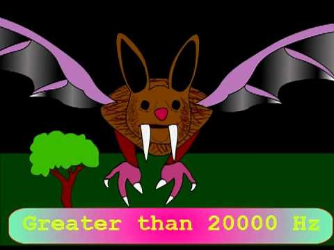 ULTRASOUND AND SONAR -VAMPIRE BATS!!