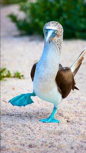 Morning Bird Sounds with Unreal Seabirds 🌅 Colorful Ocean Birds for Relaxation, Study & Sleep