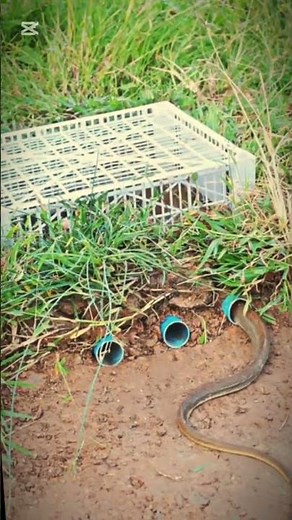 How to make a trap #snake #wildliferescue #animaltrap #wildlife #birdtrap #animals #pestmanagement