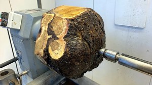 Why this tree wart was too good to ignore