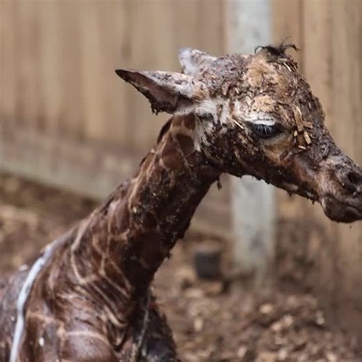 Copenhagen Zoo welcomes baby giraffe and elephant