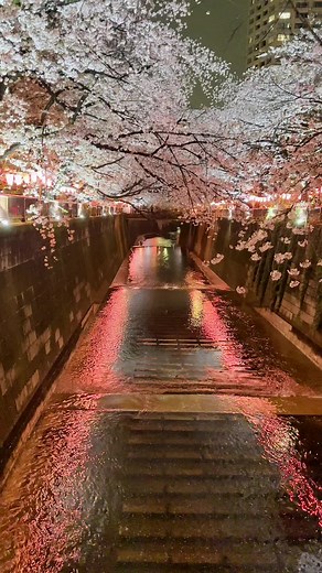 Meguro River Cherry Blossoms: A Tokyo Gem