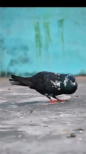 🇯🇵 Japan ke kabutar rahana to nahin chalega#youtubeshorts #shorts #trend #virul